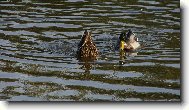 segro, co tam hled�