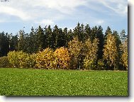 Barevn� les