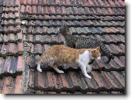 v�m�na str��