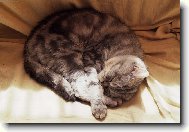 M�a spink�