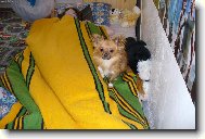 Fil�pek
