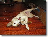 Besinka s kosti�kou