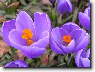 Na�e krokusy