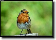 �ervenka obecn� (Erithacus rubecula)