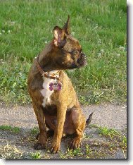 N�dhern� profil
