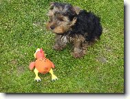Bert��ek
