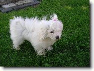 V�trno