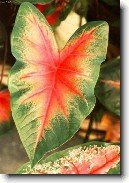 Kaladium, ��ovn�k