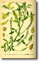 Komonice L�ka�sk�