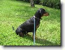 Slovensk� kopov
